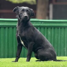 EVI, Hund, Mischlingshund in Rumänien - Bild 1