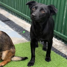 EVI, Hund, Mischlingshund in Rumänien - Bild 2