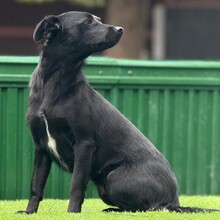 EVI, Hund, Mischlingshund in Rumänien - Bild 3