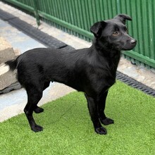 EVI, Hund, Mischlingshund in Rumänien - Bild 5