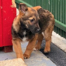 ENJA, Hund, Mischlingshund in Rumänien - Bild 3