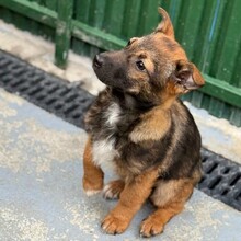 ENJA, Hund, Mischlingshund in Rumänien - Bild 5