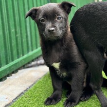 ERIN, Hund, Mischlingshund in Rumänien - Bild 1