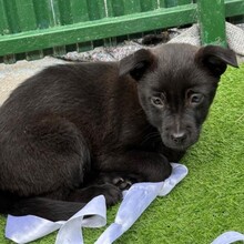 ERIN, Hund, Mischlingshund in Rumänien - Bild 4