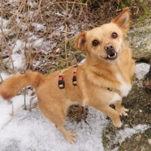 TABASCO, Hund, Mischlingshund in Zwiesel - Bild 10