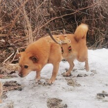 TABASCO, Hund, Mischlingshund in Zwiesel - Bild 12