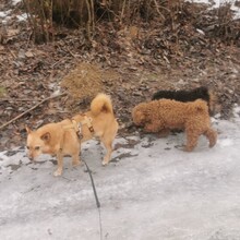 TABASCO, Hund, Mischlingshund in Zwiesel - Bild 13