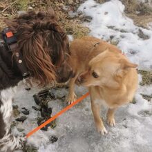 TABASCO, Hund, Mischlingshund in Zwiesel - Bild 14