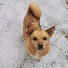 TABASCO, Hund, Mischlingshund in Zwiesel - Bild 15