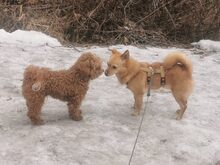 TABASCO, Hund, Mischlingshund in Zwiesel - Bild 2