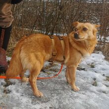 TABASCO, Hund, Mischlingshund in Zwiesel - Bild 5