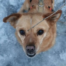 TABASCO, Hund, Mischlingshund in Zwiesel - Bild 6