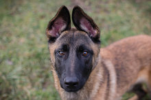 LIJAN, Hund, Malinois-Mix in Kroatien - Bild 1