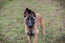 LIJAN, Hund, Malinois-Mix in Kroatien - Bild 2