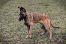 LIJAN, Hund, Malinois-Mix in Kroatien - Bild 3