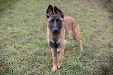 LIJAN, Hund, Malinois-Mix in Kroatien - Bild 4