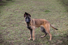 LIJAN, Hund, Malinois-Mix in Kroatien - Bild 5