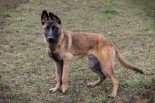 LIJAN, Hund, Malinois-Mix in Kroatien - Bild 6