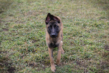 LIJAN, Hund, Malinois-Mix in Kroatien - Bild 7