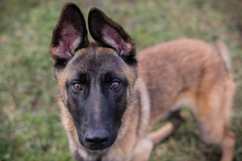 LIJAN, Hund, Malinois-Mix in Kroatien - Bild 8