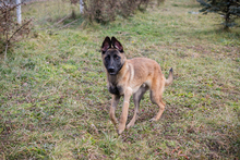 LIJAN, Hund, Malinois-Mix in Kroatien - Bild 9