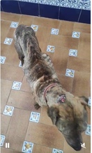 DULZURA, Hund, Shar Pei-Mix in Spanien - Bild 10