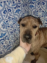 DULZURA, Hund, Shar Pei-Mix in Spanien - Bild 2