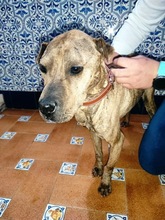 DULZURA, Hund, Shar Pei-Mix in Spanien - Bild 3