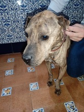 DULZURA, Hund, Shar Pei-Mix in Spanien - Bild 4