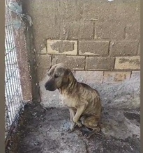 DULZURA, Hund, Shar Pei-Mix in Spanien - Bild 5