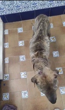 DULZURA, Hund, Shar Pei-Mix in Spanien - Bild 7