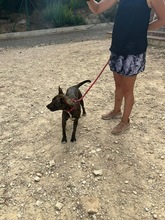 ZOE, Hund, Mischlingshund in Spanien - Bild 12