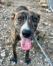 ZOE, Hund, Mischlingshund in Spanien - Bild 18