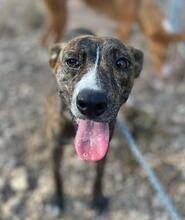 ZOE, Hund, Mischlingshund in Spanien - Bild 19