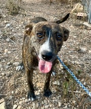ZOE, Hund, Mischlingshund in Spanien - Bild 20