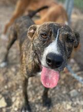 ZOE, Hund, Mischlingshund in Spanien - Bild 21