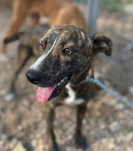 ZOE, Hund, Mischlingshund in Spanien - Bild 23