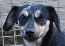 GUCHI, Hund, Dackel-Pinscher-Mix in Ungarn - Bild 1