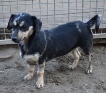 GUCHI, Hund, Dackel-Pinscher-Mix in Ungarn - Bild 2