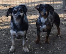 GUCHI, Hund, Dackel-Pinscher-Mix in Ungarn - Bild 4