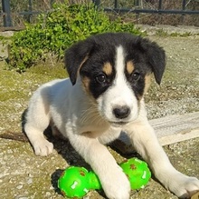 RIOBURGER, Hund, Mischlingshund in Griechenland - Bild 1