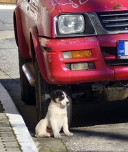 RIOBURGER, Hund, Mischlingshund in Griechenland - Bild 3