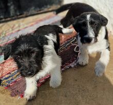 DAFNE, Hund, Mischlingshund in Griechenland - Bild 1