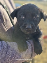 LEON, Hund, Mischlingshund in Griechenland - Bild 1