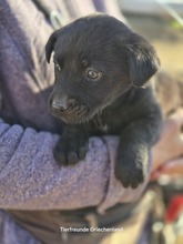 LEON, Hund, Mischlingshund in Griechenland - Bild 2