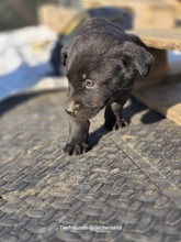 LEON, Hund, Mischlingshund in Griechenland - Bild 3