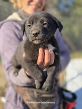 LEANDER, Hund, Mischlingshund in Griechenland - Bild 1