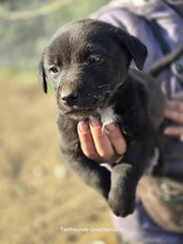 LEANDER, Hund, Mischlingshund in Griechenland - Bild 2