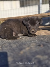 LEANDER, Hund, Mischlingshund in Griechenland - Bild 3