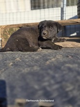 LEANDER, Hund, Mischlingshund in Griechenland - Bild 4